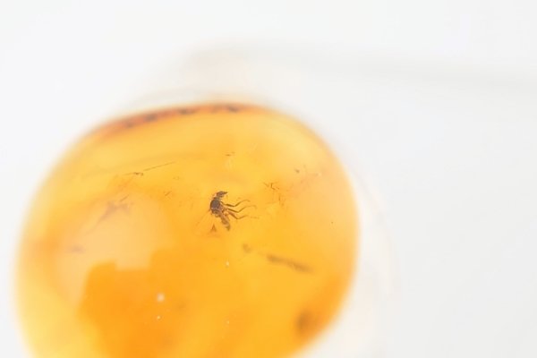 画像5: 虫入り琥珀ピアス (5)