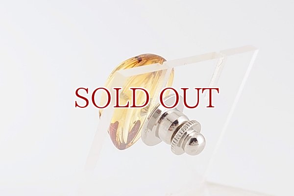 画像5: 琥珀タイタック (5)