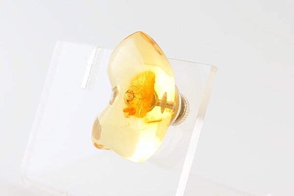 画像3: 琥珀タイタック (3)