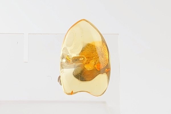 画像2: 琥珀タイタック (2)