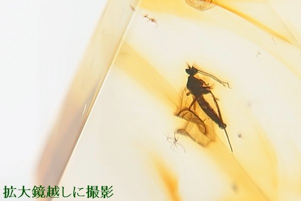 画像1: 虫入り琥珀ペンダント (1)