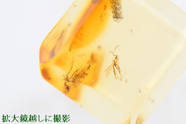 画像1: 虫入り琥珀ペンダント (1)