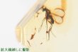 画像1: 虫入り琥珀ペンダント (1)
