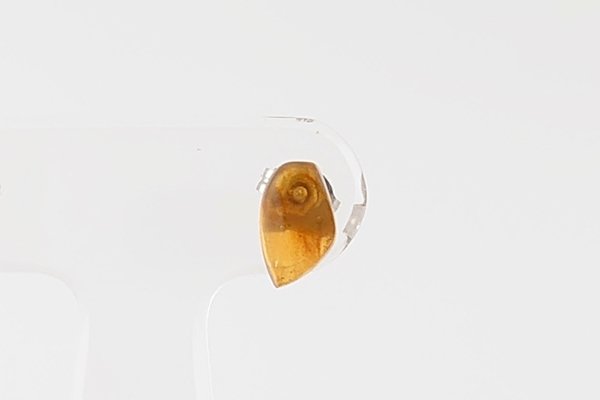 画像2: 【片耳】久慈産琥珀ピアス (2)