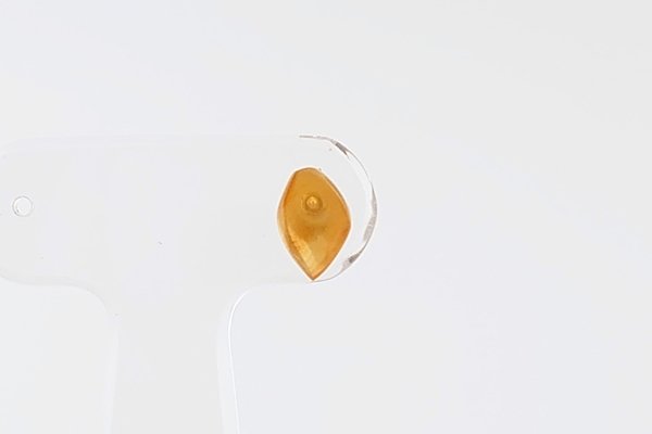 画像2: 【片耳】久慈産琥珀ピアス (2)