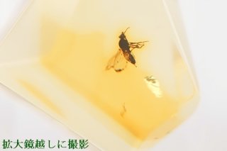 久慈琥珀オンラインショップ虫入り琥珀