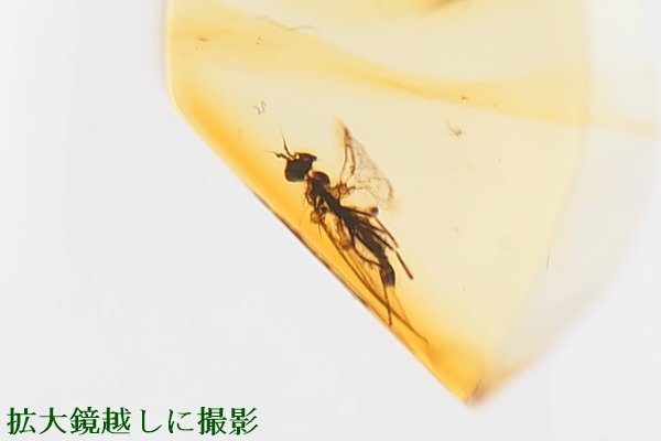 画像1: 虫入り琥珀ペンダント (1)