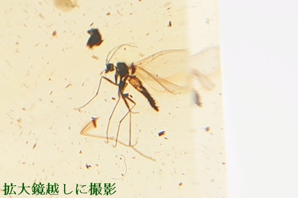 画像1: 虫入り琥珀ペンダント (1)