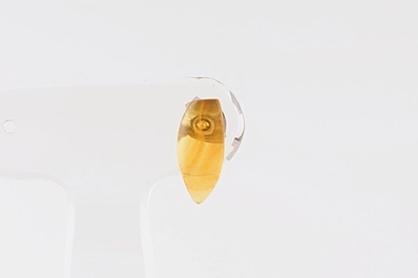 画像2: 【片耳】久慈産琥珀ピアス (2)