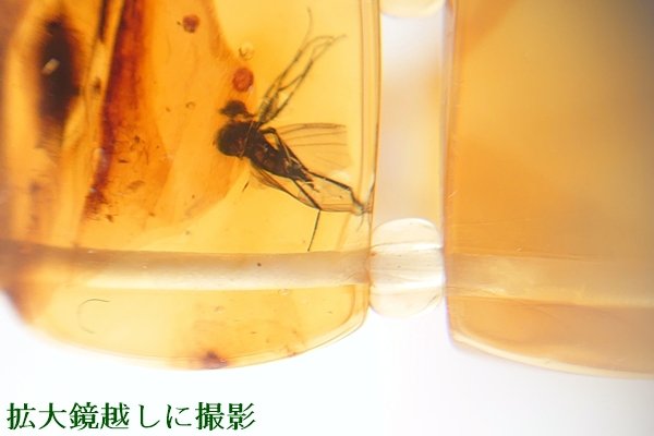 画像15: 虫入り琥珀ブレスレット (15)