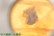 画像12: 虫入り琥珀ブレスレット (12)