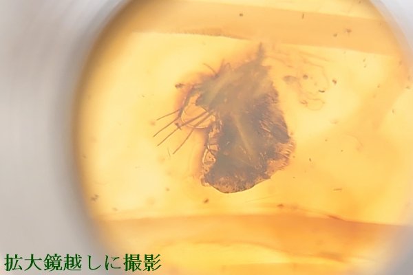 画像12: 虫入り琥珀ブレスレット (12)