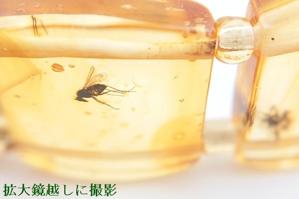 画像10: 虫入り琥珀ブレスレット (10)