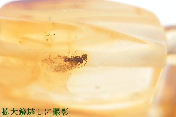 画像13: 虫入り琥珀ブレスレット (13)