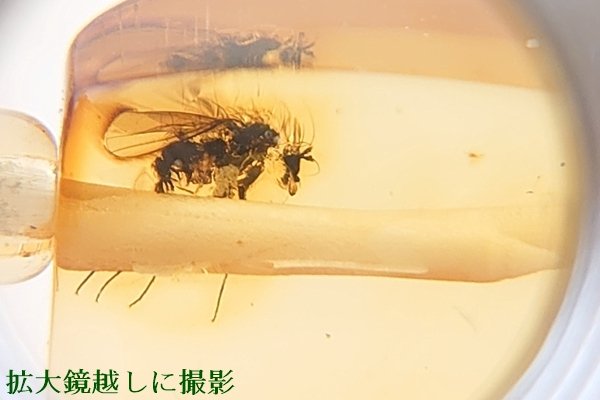 画像11: 虫入り琥珀ブレスレット (11)