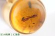 画像4: 【限定】虫入り琥珀ボールペン (4)