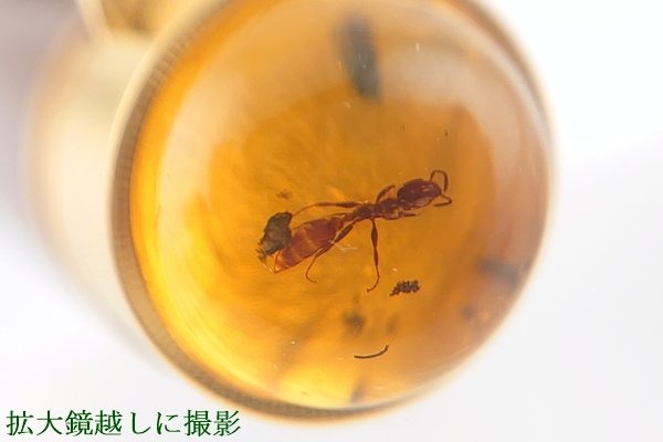 画像4: 【限定】虫入り琥珀ボールペン (4)