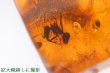 画像9: 虫入り琥珀原石 (9)