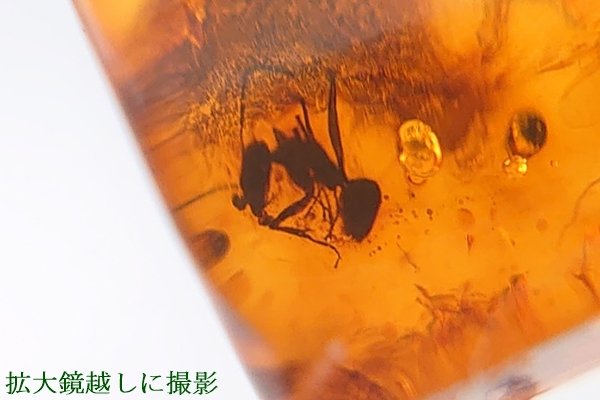 画像9: 虫入り琥珀原石 (9)
