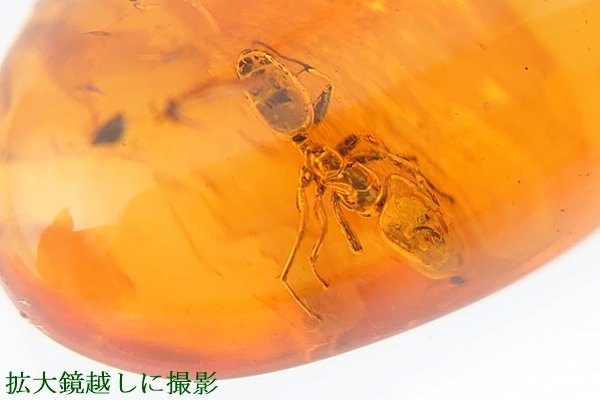画像10: 虫入り琥珀原石 (10)