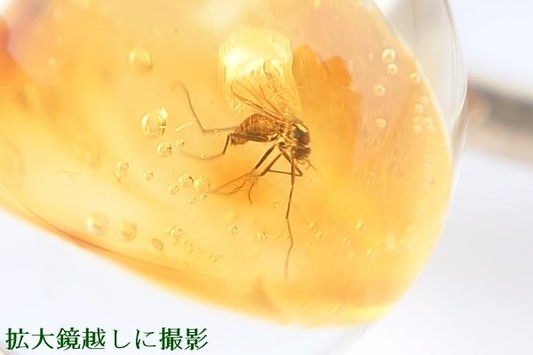 画像2: 虫入り琥珀リング（11号） (2)